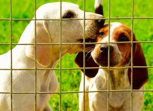 puppies