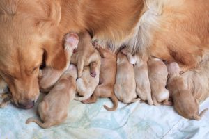 group of first day golden retriever puppies natural shot and mom