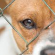 En hittehund behöver ett hem