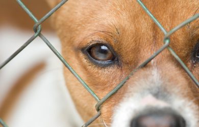 En hittehund behöver ett hem