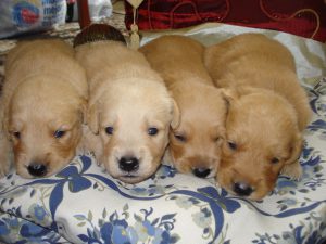 1280px--babiesgolden